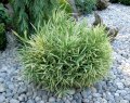 Bambou nain panach - plante vivace exotique de plein soleil 0.5m existe en vert uni